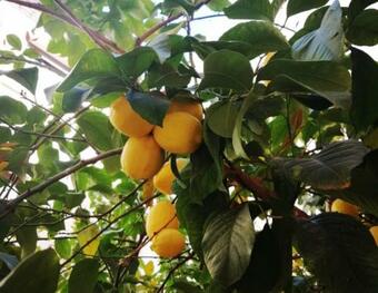 Appartamento El Limonar De La Ribera